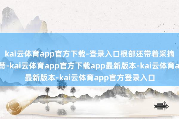 kai云体育app官方下载-登录入口根部还带着采摘时留住的绿色果蒂-kai云体育app官方下载app最新版本-kai云体育app官方登录入口